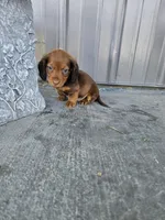 Akc Archie , a male Miniature Dachshund for sale in Montgomery, IN – 5 of 9