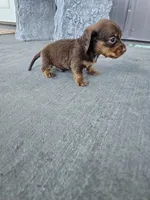 Akc Archie , a male Miniature Dachshund for sale in Montgomery, IN – Photo 2 of 9