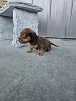 Akc Archie , a male Miniature Dachshund for sale in Montgomery, IN – Photo 9 of 9