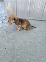 Akc Archie , a male Miniature Dachshund for sale in Montgomery, IN – 6 of 9