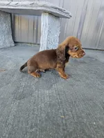 Akc Archie , a male Miniature Dachshund for sale in Montgomery, IN – 3 of 9