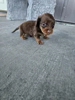 Akc Archie , a male Miniature Dachshund for sale in Montgomery, IN – Photo 4 of 9