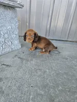 Akc Archie , a male Miniature Dachshund for sale in Montgomery, IN – 7 of 9
