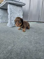 Akc Archie , a male Miniature Dachshund for sale in Montgomery, IN – Photo 7 of 9