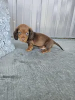 Akc Archie , a male Miniature Dachshund for sale in Montgomery, IN – 9 of 9