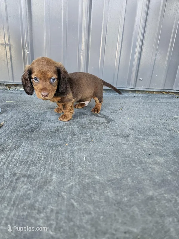 Akc Archie  – Miniature Dachshund puppy for sale in Montgomery, IN