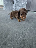 Akc Archie , a male Miniature Dachshund for sale in Montgomery, IN – Photo 5 of 9