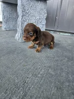 Akc Archie , a male Miniature Dachshund for sale in Montgomery, IN – Photo 6 of 9