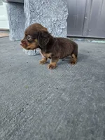 Akc Archie , a male Miniature Dachshund for sale in Montgomery, IN – Photo 3 of 9