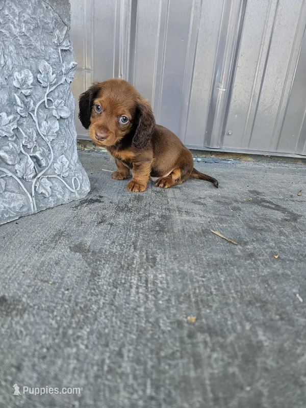 Akc Archie  – Miniature Dachshund puppy for sale in Montgomery, IN