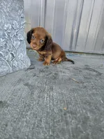 Akc Archie , a male Miniature Dachshund for sale in Montgomery, IN – 2 of 9