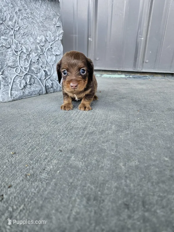 Akc Archie  – Miniature Dachshund puppy for sale in Montgomery, IN