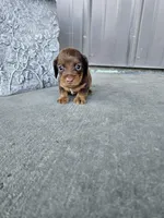 Akc Archie , a male Miniature Dachshund for sale in Montgomery, IN – Photo 1 of 9