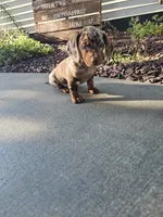 Akc Bailey , a female Miniature Dachshund for sale in Montgomery, IN – 3 of 8