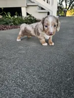 Akc Liby, a female Miniature Dachshund for sale in Montgomery, IN – 5 of 6
