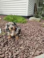 Akc Rose, a female Miniature Dachshund for sale in Montgomery, IN – 4 of 8