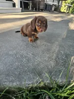 Akc Ollie , a male Miniature Dachshund for sale in Montgomery, IN – 6 of 8