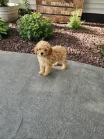 Hazel , a female Poodle - Toy  for sale in Montgomery, IN – 7 of 8