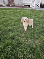 Claire, a female Poodle - Toy  for sale in Montgomery, IN – Photo 4 of 4
