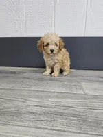 Claire, a female Poodle - Toy  for sale in Montgomery, IN – Photo 2 of 9