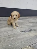 Claire, a female Poodle - Toy  for sale in Montgomery, IN – Photo 7 of 9