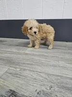 Claire, a female Poodle - Toy  for sale in Montgomery, IN – Photo 9 of 9