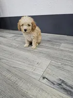 Claire, a female Poodle - Toy  for sale in Montgomery, IN – Photo 5 of 9