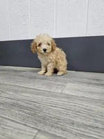 Claire, a female Poodle - Toy  for sale in Montgomery, IN – Photo 6 of 9