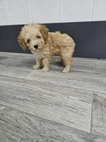 Claire, a female Poodle - Toy  for sale in Montgomery, IN – Photo 1 of 9