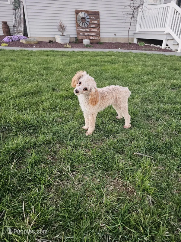 Claire, a female Poodle - Toy  for sale in Montgomery, IN – Photo 1 of 4