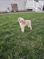 Claire, a female Poodle - Toy  for sale in Montgomery, IN – Photo 2 of 4