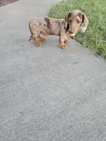Akc Tucker , a male Miniature Dachshund for sale in Montgomery, IN – 7 of 7