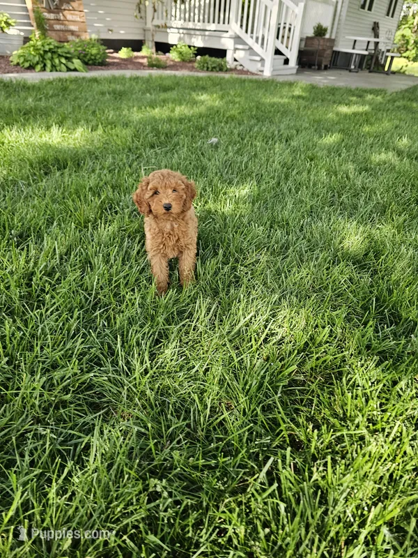 Tasha  – Poodle - Toy  puppy for sale in Montgomery, IN
