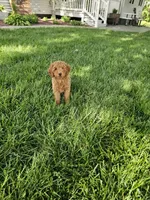 Tasha , a female Poodle - Toy  for sale in Montgomery, IN – 1 of 6