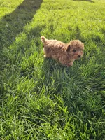 Tonia, a female Poodle - Toy  for sale in Montgomery, IN – 5 of 6