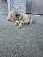 Akc Cooper , a male Miniature Dachshund for sale in Montgomery, IN – Photo 9 of 9