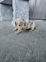 Akc Cooper , a male Miniature Dachshund for sale in Montgomery, IN – Photo 6 of 9