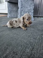 Akc Cooper , a male Miniature Dachshund for sale in Montgomery, IN – Photo 2 of 9