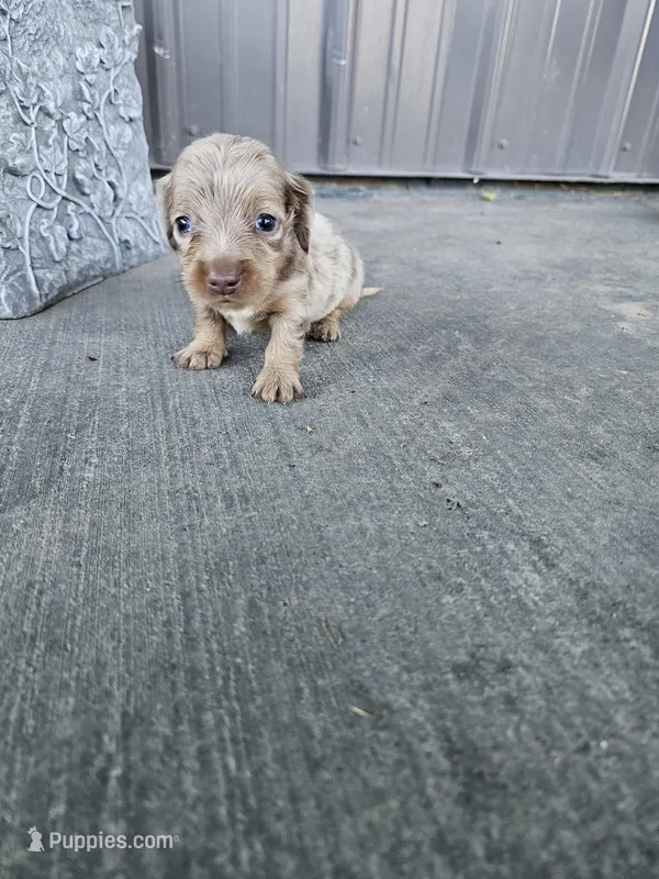 Akc Cooper  – Miniature Dachshund puppy for sale in Montgomery, IN