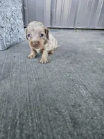 Akc Cooper , a male Miniature Dachshund for sale in Montgomery, IN – Photo 1 of 9