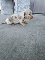 Akc Cooper , a male Miniature Dachshund for sale in Montgomery, IN – Photo 4 of 9