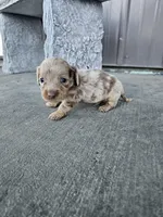 Akc Cooper , a male Miniature Dachshund for sale in Montgomery, IN – Photo 3 of 9