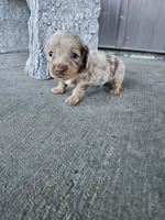 Akc Cooper , a male Miniature Dachshund for sale in Montgomery, IN – Photo 8 of 9