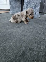 Akc Cooper , a male Miniature Dachshund for sale in Montgomery, IN – Photo 7 of 9