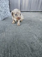 Akc Cooper , a male Miniature Dachshund for sale in Montgomery, IN – Photo 5 of 9