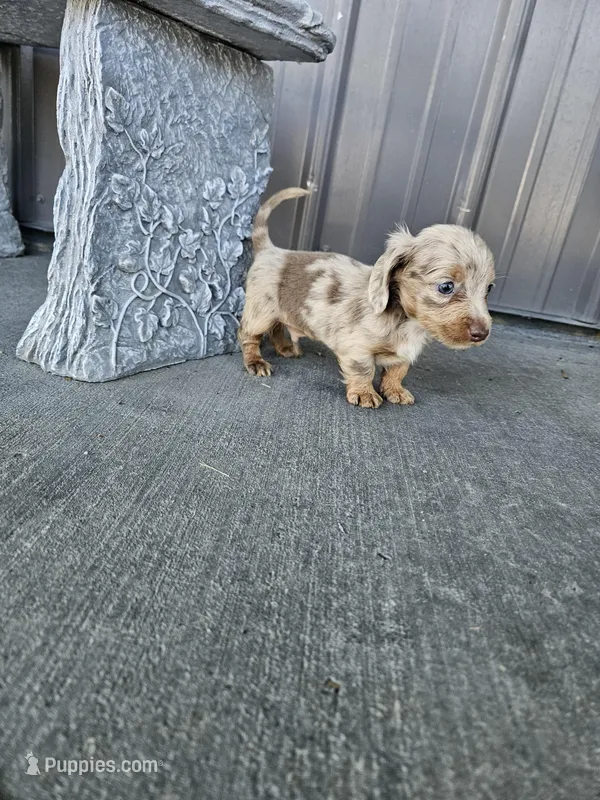 Akc Cooper  – Miniature Dachshund puppy for sale in Montgomery, IN