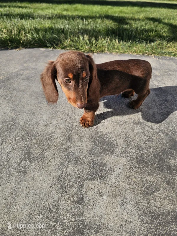 Akc Ollie  – Miniature Dachshund puppy for sale in Montgomery, IN