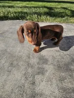 Akc Ollie , a male Miniature Dachshund for sale in Montgomery, IN – 1 of 9