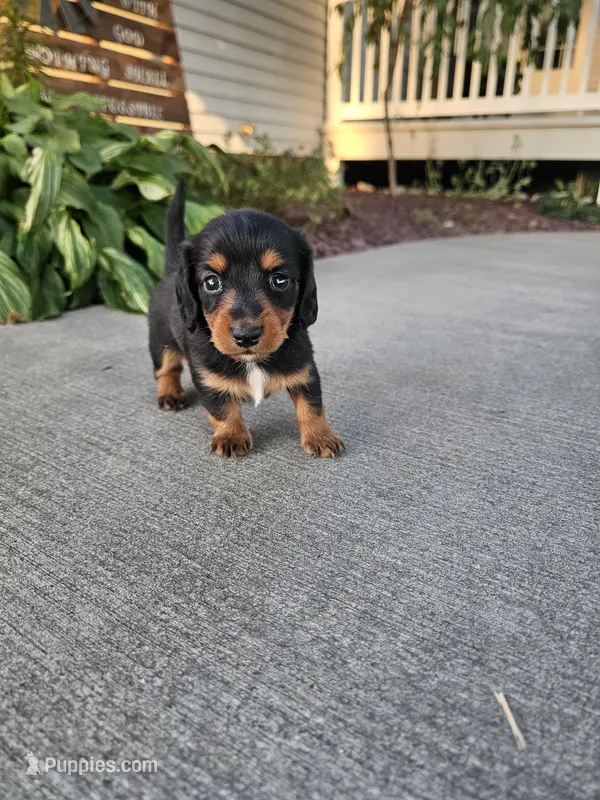 Akc Lacy  – Miniature Dachshund puppy for sale in Montgomery, IN