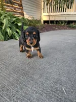 Akc Lacy , a female Miniature Dachshund for sale in Montgomery, IN – 1 of 6